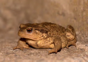 Anfibio da ID - Bufo bufo